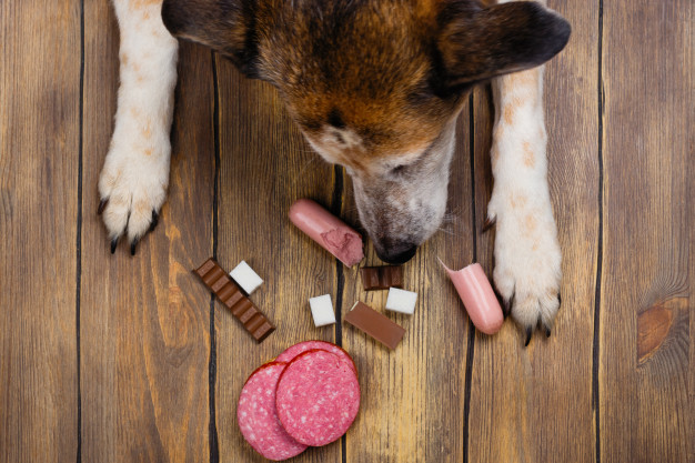 cachorro comendo chocolate