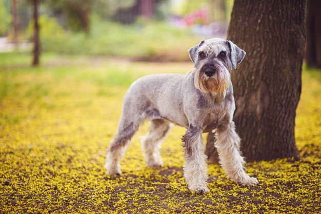 Schnauzer Gigante
