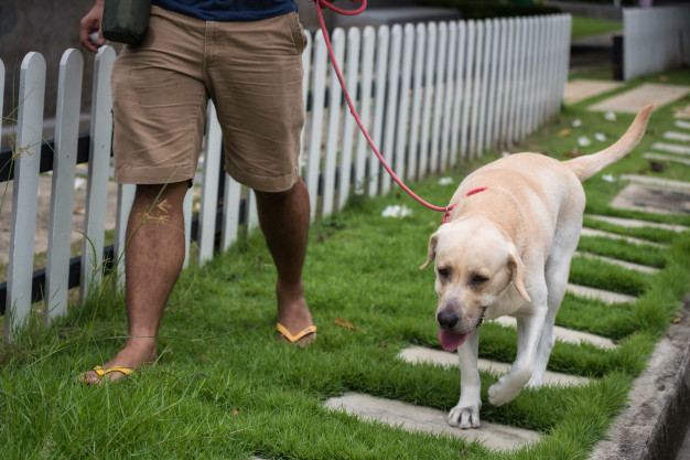 Como passear com um cachorro medroso