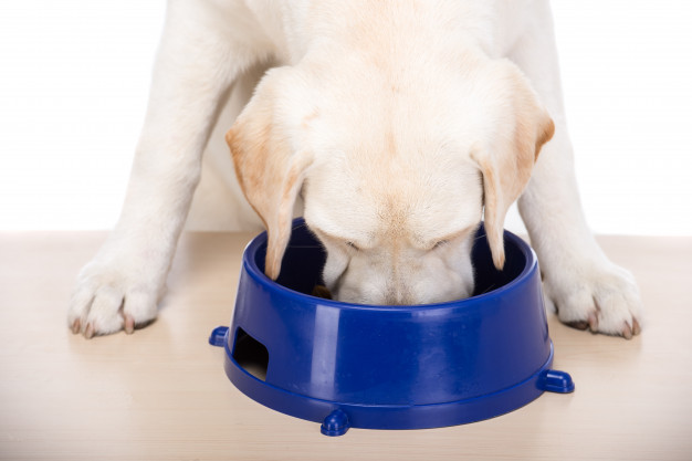 Cachorro sem apetite - Como identificar e tratar 1 cachorro sem apetite