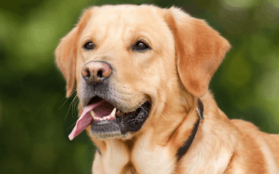 labrador cachorro para apartamento