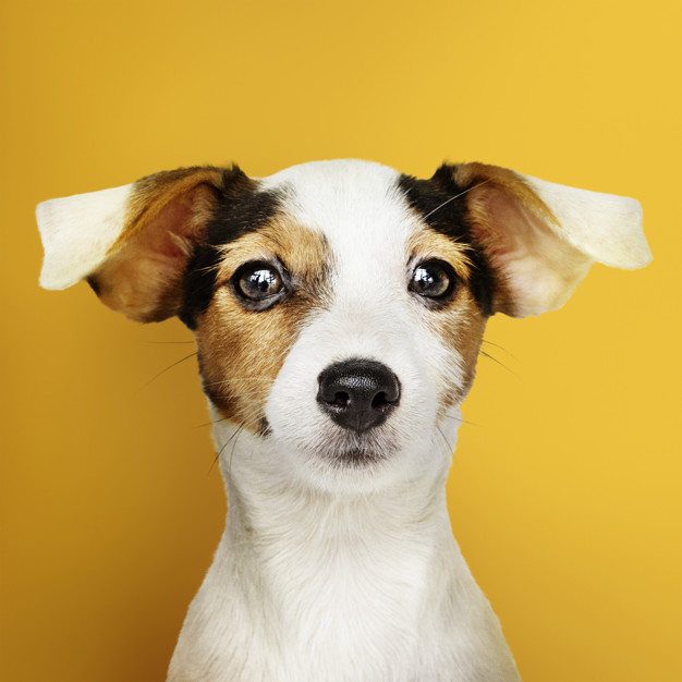 Cachorro surdo: Como saber? 4 orelhas