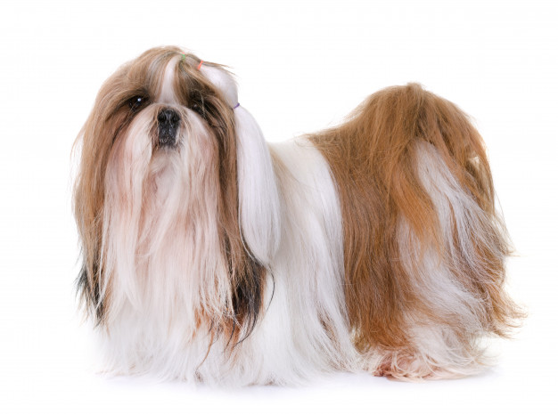 shihtzu