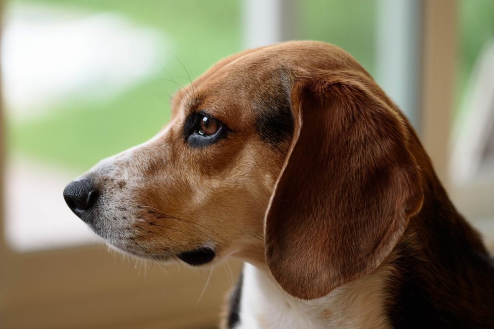 beagle 959624 1280