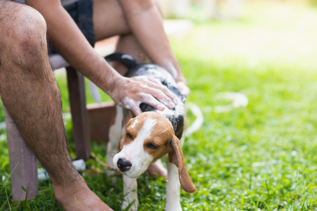 com que frequência é bom dar banhos em cachorros