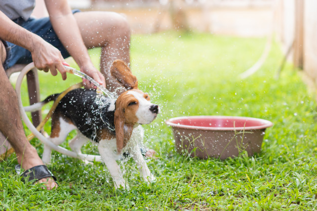 com que frequência é bom dar banhos em cachorros