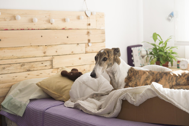 Como adaptar um cachorro ao novo lar