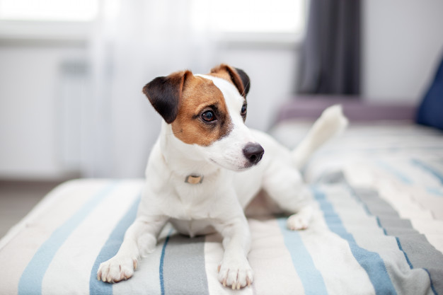 Como adaptar um cachorro ao novo lar