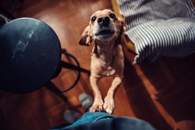 Como passear com cão que late pra tudo