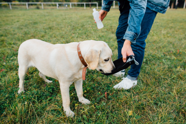 Hidratação canina