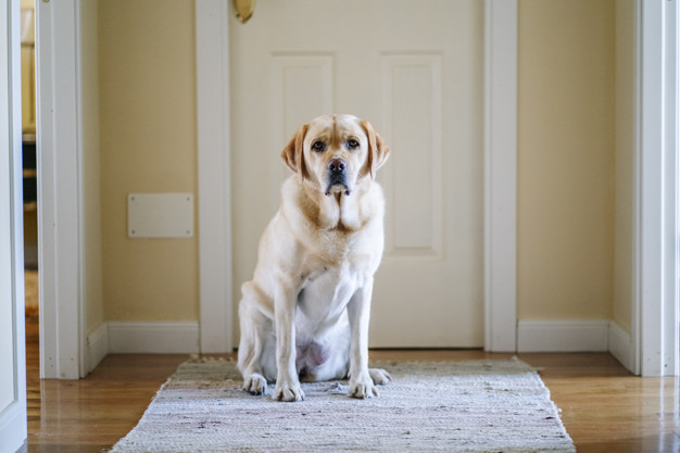 cão em sua nova casa