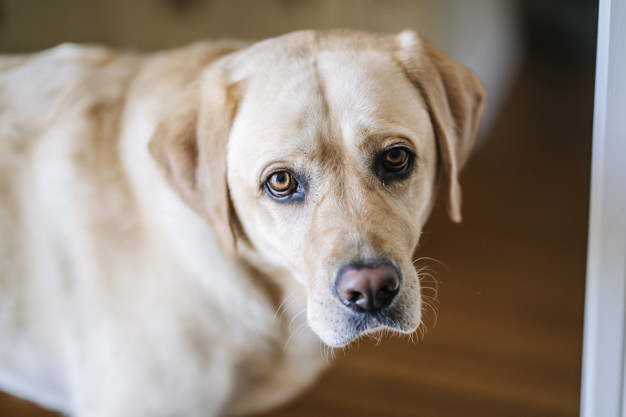 cão em sua nova casa