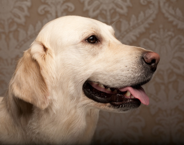 cachorro ansioso
