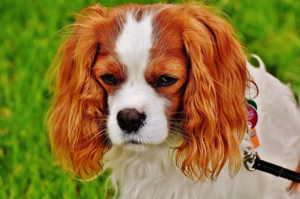 cachorro com mais mutações genéticas