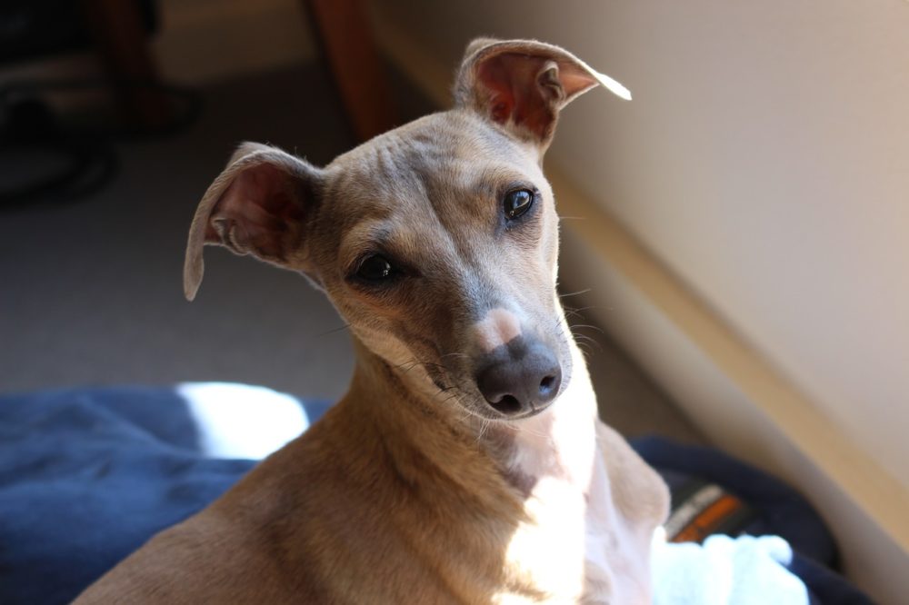 cães mais calmos