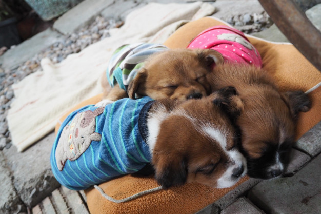Colchão para cães - Como escolher um modelo? 4 conforto