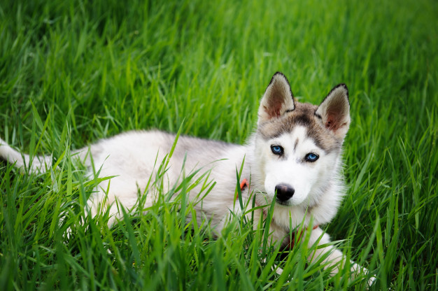 Husky siberiano filhote