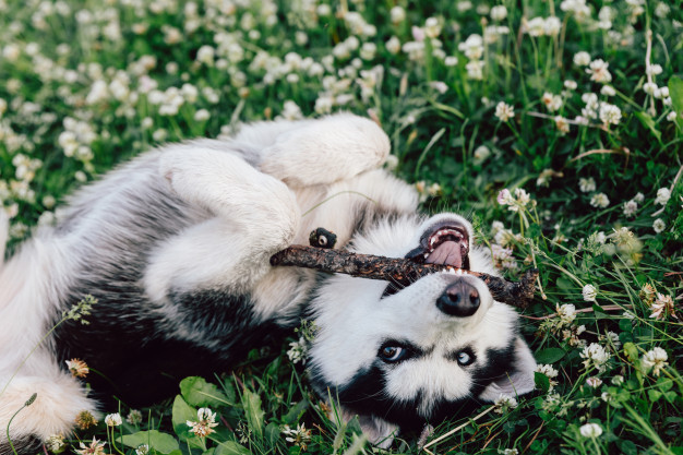 93 Nomes para Husky Siberiano 4 Husky siberiano