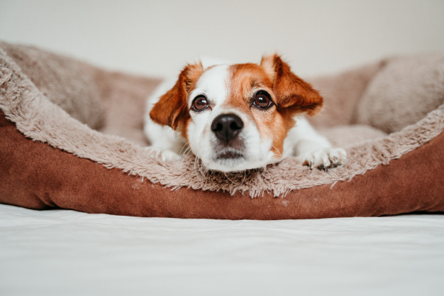 Colchão para cães - Como escolher um modelo? 6 colchão para cães