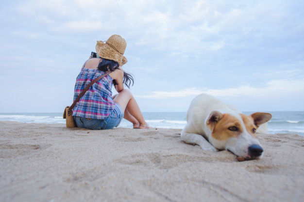 Cuidados com o cachorro no calor - Saiba tudo aqui 3 cuidados com o cachorro no calor