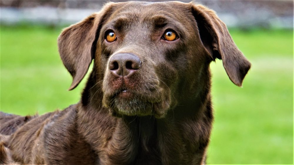 labrador