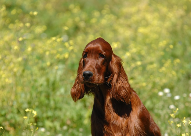 setter irlandês