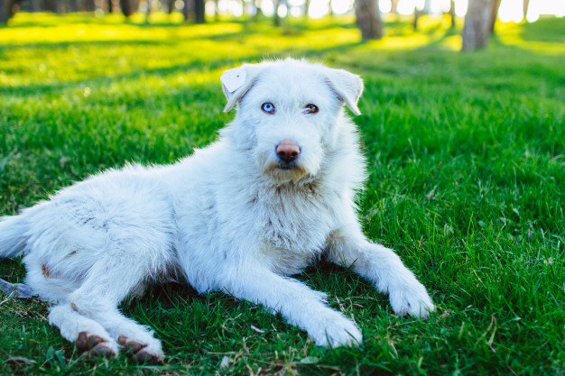 comportamento do cão