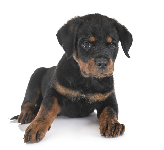 principais doenças do rottweiler