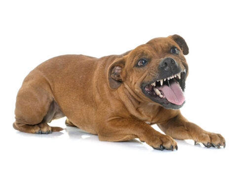 cachorro estressado