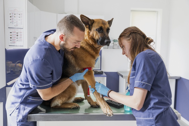 Como lidar com um cachorro doente