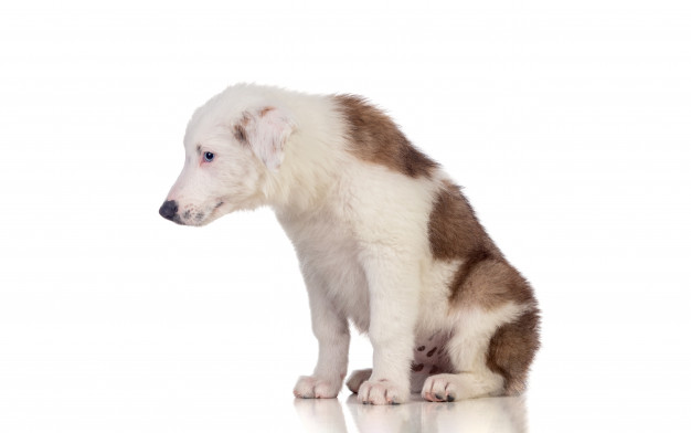 cachorro ansioso