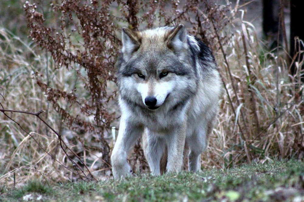 Por que alguns cães tem orelhas caídas e outros não? 1 lobo
