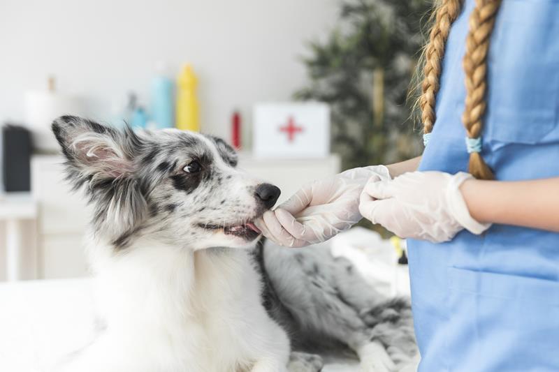 exame detecta câncer em cães