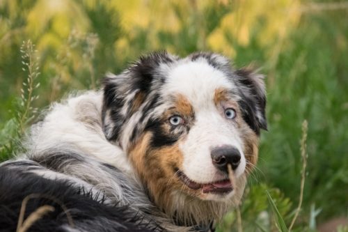 cães sem rabo