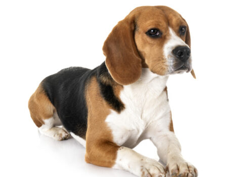 principais doenças do beagle