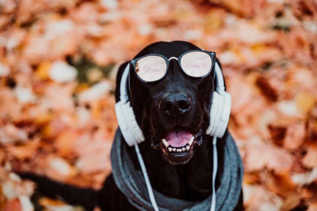 Os cães gostam de música? Veja como acalmar cachorro estressado! 3 beautiful black labrador sitting outdoors brown leaves background wearing grey scarf sunglasses listening music headset 139317 879