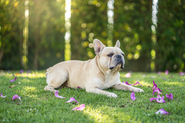 dicas de nomes para buldogue francês