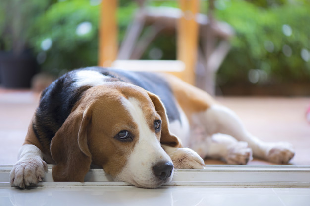 cão deitado