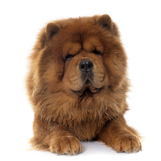 o temperamento do chow chow