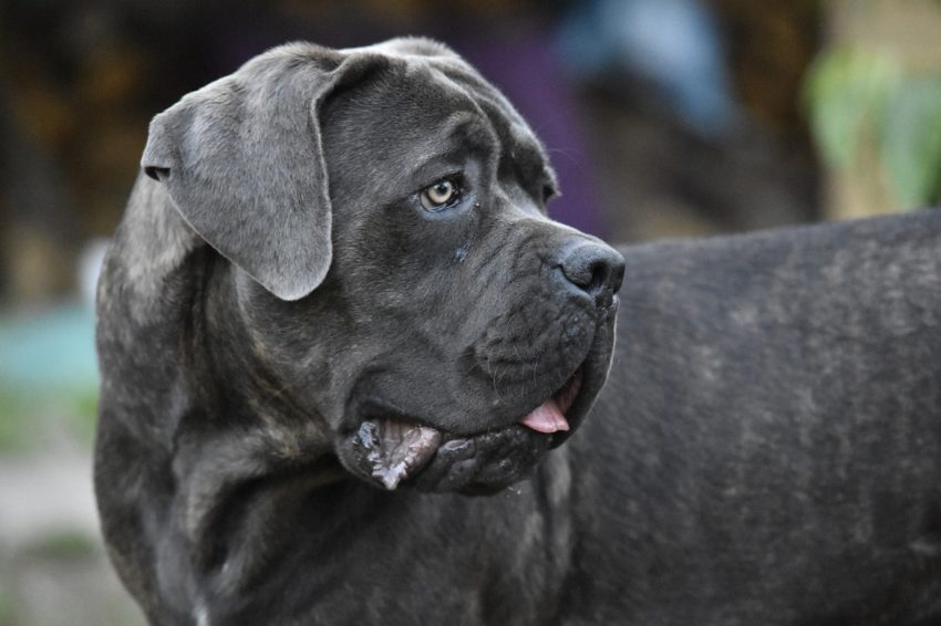 vermífugo para cachorro