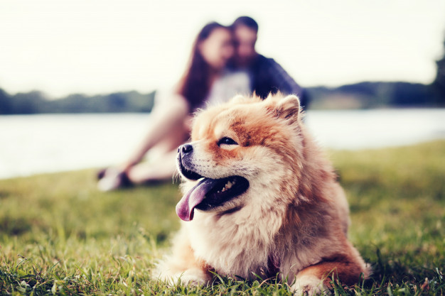 o temperamento do chow chow