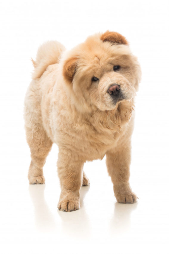o temperamento do chow chow