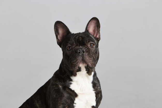 o temperamento do buldogue francês