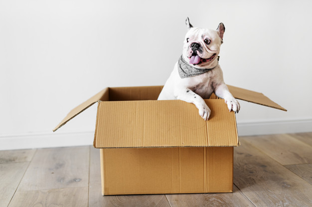 buldogue francês branco