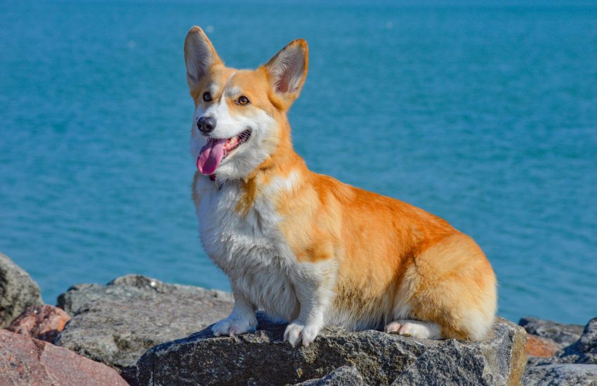 Welsh corgi pembroke