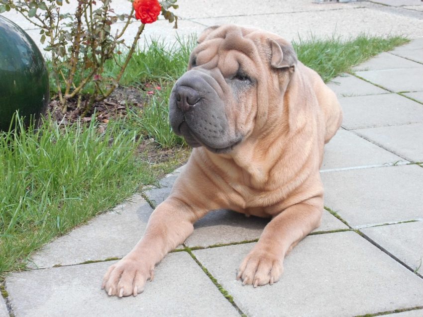 dog 1721499 1280