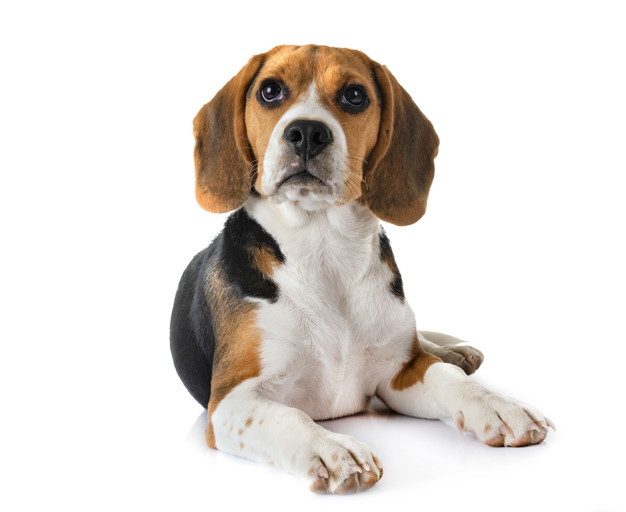 dicas de nome para Beagles