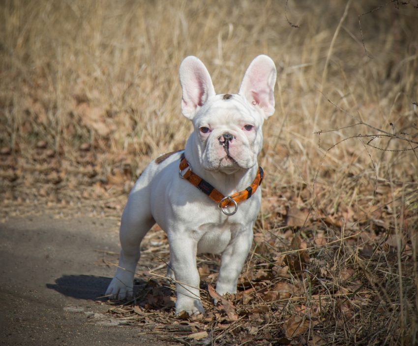 buldogue francês branco
