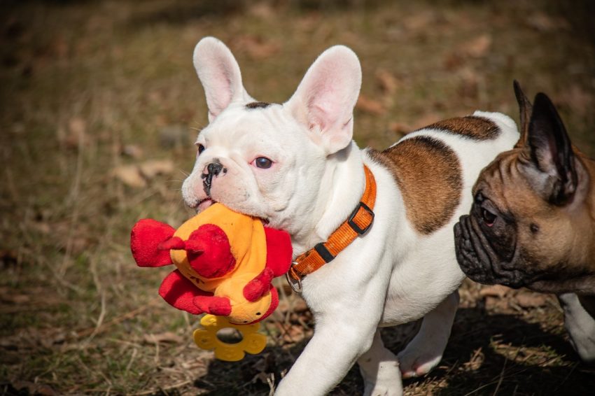 buldogue francês branco