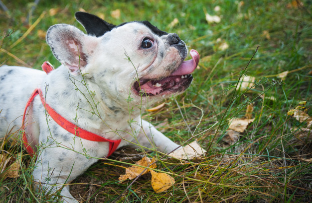 buldogue francês branco